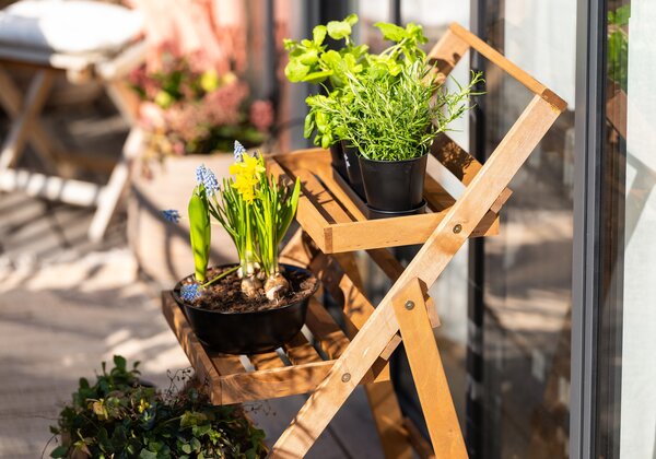 Plant organization