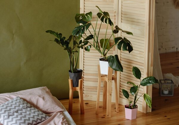 Decorative Plants
