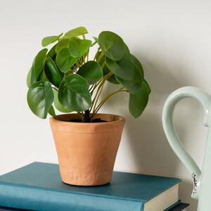 Artificial Real Touch Money Plant in Terracotta Ceramic Plant Pot