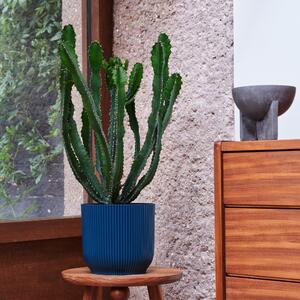 Beards & Daisies Euphorbia Triangularis House Plant in Vibes Pot Plastic Teal