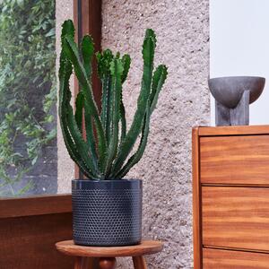 Beards & Daisies Euphorbia Triangularis House Plant in Capri Pot Ceramic Black