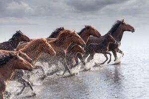 Photography Herd of Wild Horses Running in Water, tunart