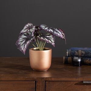 Begonia in Gold Pot Purple