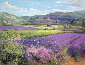 Timothy Easton - Fine Art Print Lavender Fields in Old Provence, (40 x 30 cm)