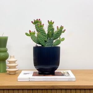 Beards and Daisies Ribbed Ceramic Plant Pot