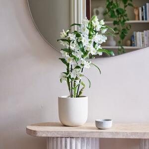 Beards and Daisies Earthenware Plant Pot