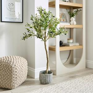 Olive Tree In Woven Basket