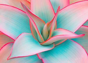 Art Photography agave leaves, zozzzzo, (40 x 30 cm)