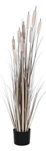 Decorative Plant DKD Home Decor Rushes (35 x 35 x 120 cm)