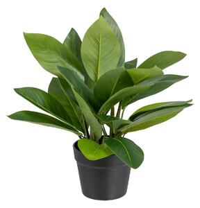 Decorative Plant 50 x 45 x 48 cm Green PVC