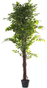 Decorative Plant Alexandra House Living Plastic Fig Tree 16 x 16 x 162 cm