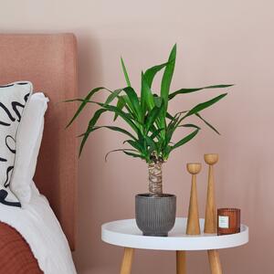 Yucca House Plant in Ribbed Pot Ceramic Grey