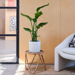Bird Of Paradise House Plant in Pot Earthenware Oyster