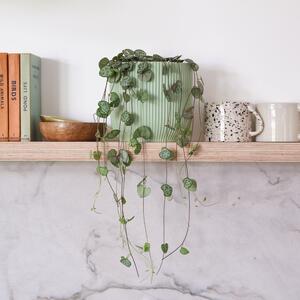 String Of Hearts House Plant in Elho Pot Plastic Mint