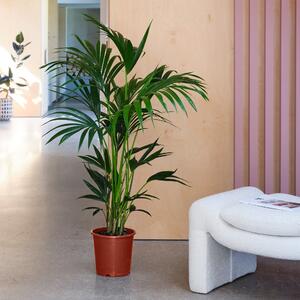 Kentia Palm House Plant Brown
