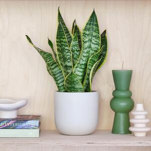 Snake House Plant in Pot Earthenware Oyster
