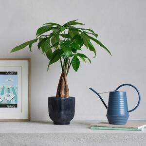 Money Tree Potted House Plant and Watering Can Bundle Ceramic Navy