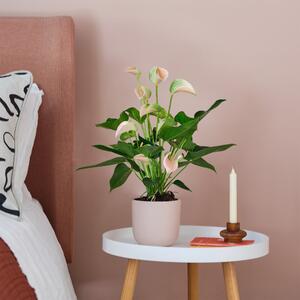 Peach Anthurium House Plant in Pot Earthenware Pink
