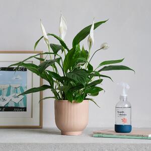 Peace Lily Potted House Plant and Plant Mister Bundle Ceramic Pink