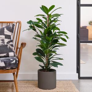 African Fig House Plant in Pot Earthenware Dark Grey