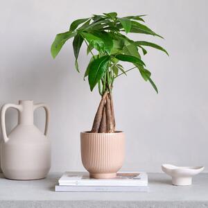 Money Tree House Plant in Ribbed Pot Ceramic Pink