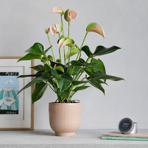 Peach Anthurium Potted House Plant and Candle Bundle Ceramic Pink
