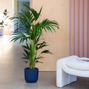 Kentia Palm House Plant in Elho Pot Plastic Navy