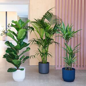 Tall Potted House Plant Bundle MultiColoured