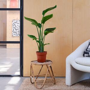 Bird Of Paradise House Plant Brown
