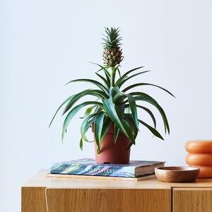 Pineapple House Plant Brown