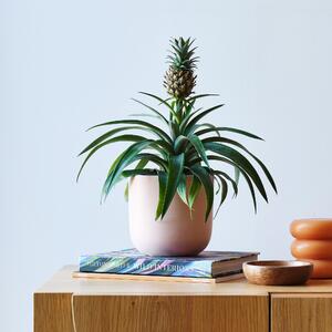 Pineapple House Plant in Pot Earthenware Pink