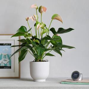 Peach Anthurium Potted House Plant and Candle Bundle Ceramic White