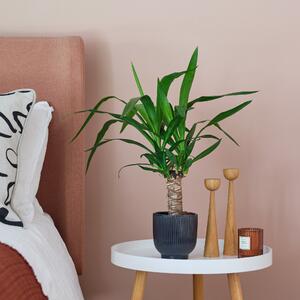 Yucca House Plant in Ribbed Pot Ceramic Navy