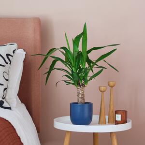 Yucca House Plant in Pot Earthenware Blue