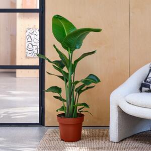 Bird Of Paradise House Plant Brown