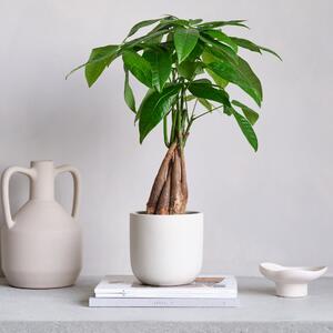 Money Tree House Plant in Pot Earthenware Oyster