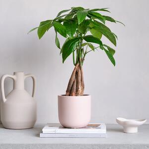 Money Tree House Plant in Pot Earthenware Pink