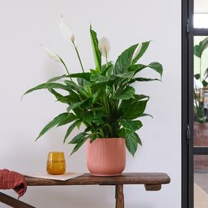 Peace Lily House Plant in Elho Pot Plastic Pink