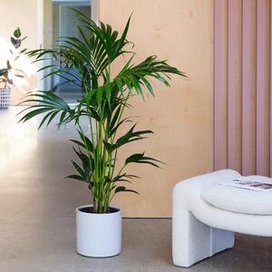 Kentia Palm House Plant in Capri Pot Ceramic Light Grey