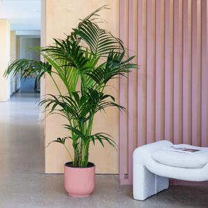Kentia Palm House Plant in Elho Pot Plastic Pink