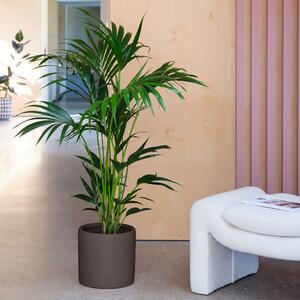 Kentia Palm House Plant in Pot Earthenware Dark Grey