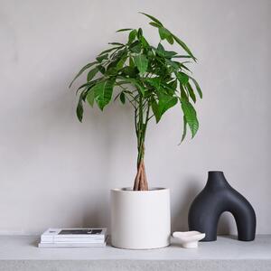 Money Tree House Plant in Pot Earthenware Oyster