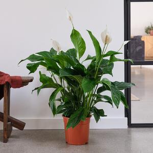 Peace Lily House Plant Brown