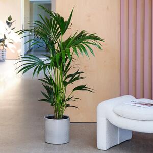Kentia Palm House Plant in Capri Pot Ceramic Light Green