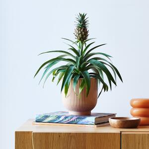 Pineapple House Plant in Ribbed Pot Ceramic Pink