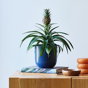Pineapple House Plant in Pot Earthenware Blue