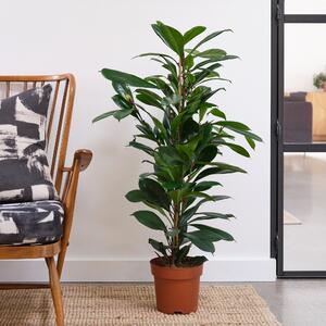 African Fig House Plant Brown