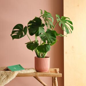 Swiss Cheese House Plant in Elho Pot Plastic Pink