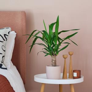 Yucca House Plant in Pot Earthenware Pink