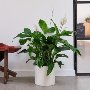 Peace Lily House Plant in Pot Earthenware Oyster